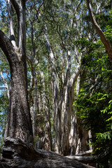 Wall Mural - Graphic nature background of eucalyptus trees in Hosmer Grove, Haleakalā National Park, Maui, Hawaii
