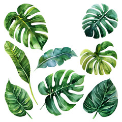 Wall Mural - collection of green leaves, watercolor tropical leaves clipart, white background