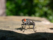 © jaredfromspace - common housefly on wood post 1