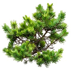 A green pine tree with a white background.