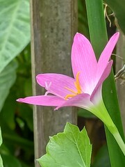 This is the pink flowers.. Pink rain lily, Zephyranthes sp on my garden