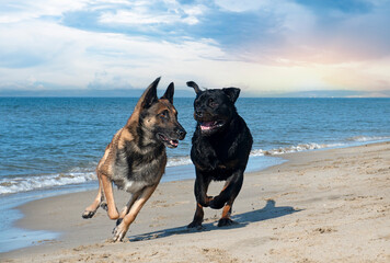 Wall Mural - rottweiler and malinois playing on the beach