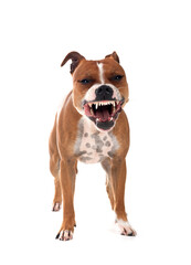 Poster - staffordshire bull terrier