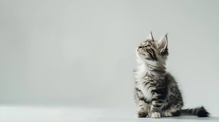 Poster - Cat on a white background Pet  cute fluffy cat isolated on a white background Allergy to cat fur Cute animal fluffy cat : Generative AI