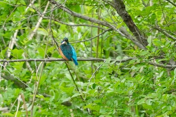 Wall Mural - common kingfisher in a forest