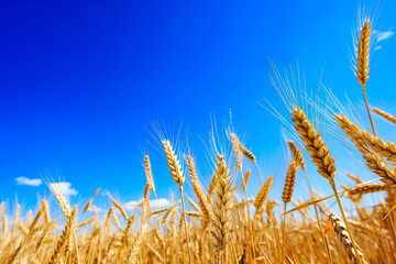 Wall Mural - Field of wheat under blue sky with clouds in the background.