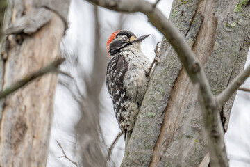 Nuttall's Woodpecker