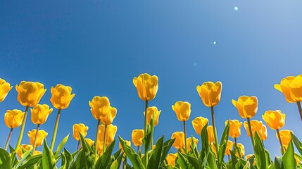 Netherlands' Splendor: Yellow Tulips Blanketing Dutch Fields Under Blue Skies