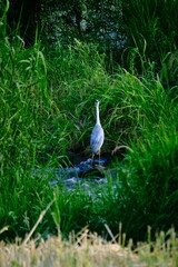 white goose in the grass