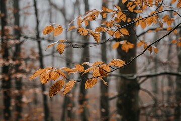 Poster - Autumn leaves on tree branches