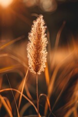 Wall Mural - Glowing pampas grass in the sunset