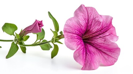 Wall Mural - A lovely petunia flower blossoms against a white backdrop