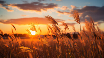 Wall Mural - Sun setting over a field of tall grass. A picturesque view of the sun setting over a field of tall grass.