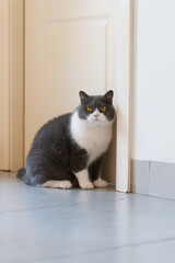 Sticker - British shorthair cat sitting in doorway