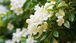 © Media Srock - Crape jasmine plant