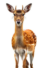 Poster - Close up of deer with its head turned to the side.