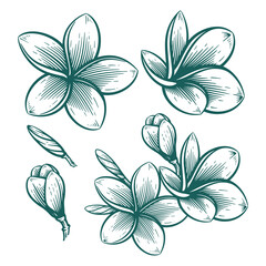 Wall Mural - Hand Drawn Frangipani or Plumeria Flower, Floral Line Art Engraving Illustration