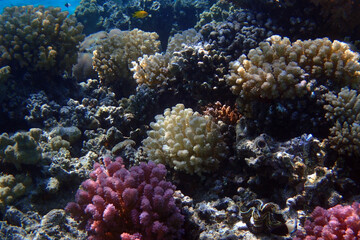 Wall Mural - marine life in the Red Sea Egypt