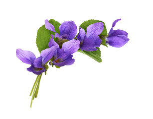 Wall Mural - Viola flowers in a corner floral arrangement isolated on white or transparent background
