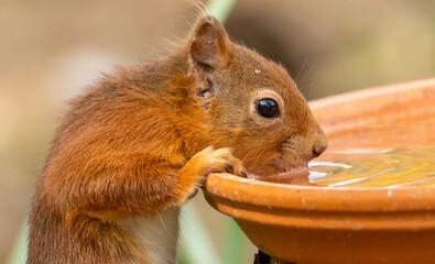 Wall Mural - Thirsty little scottish red squirrel having a drink of water