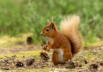 Wall Mural - Curious little red squirrel in the woodland 