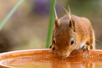 Wall Mural - Thirsty little scottish red squirrel having a drink of water