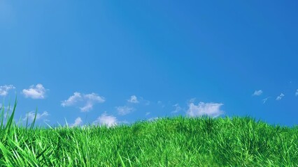 Wall Mural - grass slow windy noise on blue sky loop. scenery of meadow grass and windy slow on blue background.