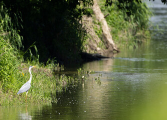 Poster - White heron, (Ardea alba, Egretta alba),  protected landscape Zahorie (CHKO Zahorie), area with dead branches of river Morava, Slovakia