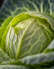 Wall Mural - cabbage, food, cabbage, vegetable, leaf, salad, lettuce, fresh, 