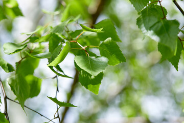 Wall Mural - green leaves on the tree