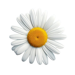 Sticker - Common daisy blossom isolated on transparent background, png, cut out.