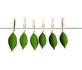 Poster - Five green leaves pinned to a clothesline with wooden pegs, isolated on a white background, representing a fresh concept