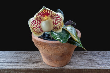 Wall Mural - Closeup view of lady slipper orchid species paphiopedilum godefroyae var leucochilum with bright creamy white and red flower in flowerpot isolated on black background