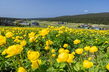 Poster - Spring landscape with Jizerka near Korenov, Northern Bohemia, Czech Republic