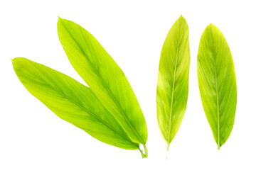 Sticker - Green leaves of galangal on white background.