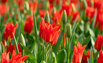 Wall Mural - Tulips flowers blooming in the spring