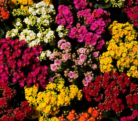 Poster - Floral background of colorful flowers