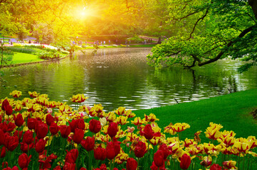 Canvas Print - Spring flower park  in the sunlight