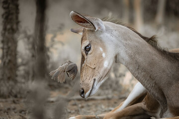 A female Kudu antelope having a red-billed oxpecker flying directly in front of her face, Kruger National Park. 