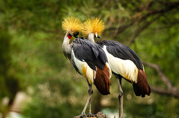 crowned crane at al areen wild life park, bahrain