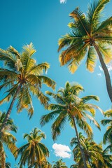 palm trees sway in the breeze under a clear blue sky, creating a serene, peaceful summer setting ideal for a paradise vacation