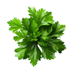 Sticker - Fresh parsley herb Isolated on transparent background, png, cut out.