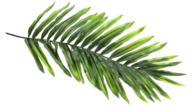 High-quality image of a single green palm leaf isolated on a white background, perfect for nature, tropical, or botanical themes.