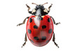 © posterpalette - Lady bug insect isolated on white background
