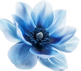 blue flower isolated on transparent background