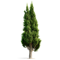 cupressus green tree isolated on white background