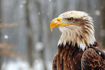 Majestic bald eagle portrait in snowy forest. Perfect for wildlife, nature, and conservation-themed projects