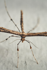 Wall Mural - Details of a Feather Moth on a white wall (Pterophoridae)