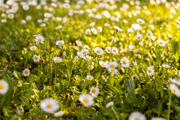 Wall Mural - Sunset daisy flowers, Grado, Italy