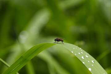 Canvas Print - a fly that is sitting on some kind of green leaf